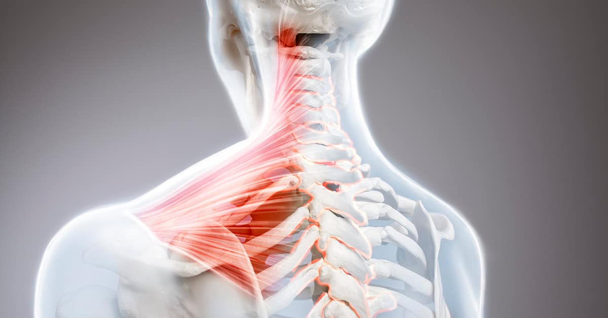 neck shoulder anatomy illustration